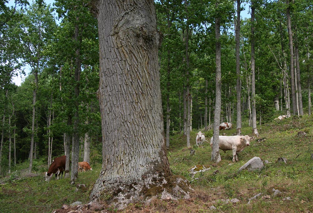 J&auml;tteke i betshage.jpg