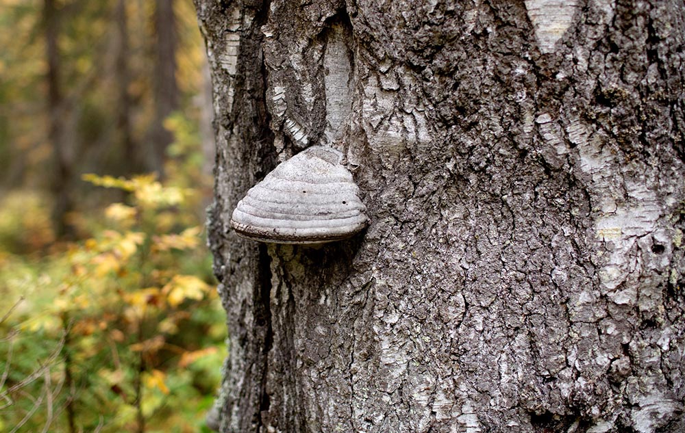 ticka p&aring; bjork.jpg