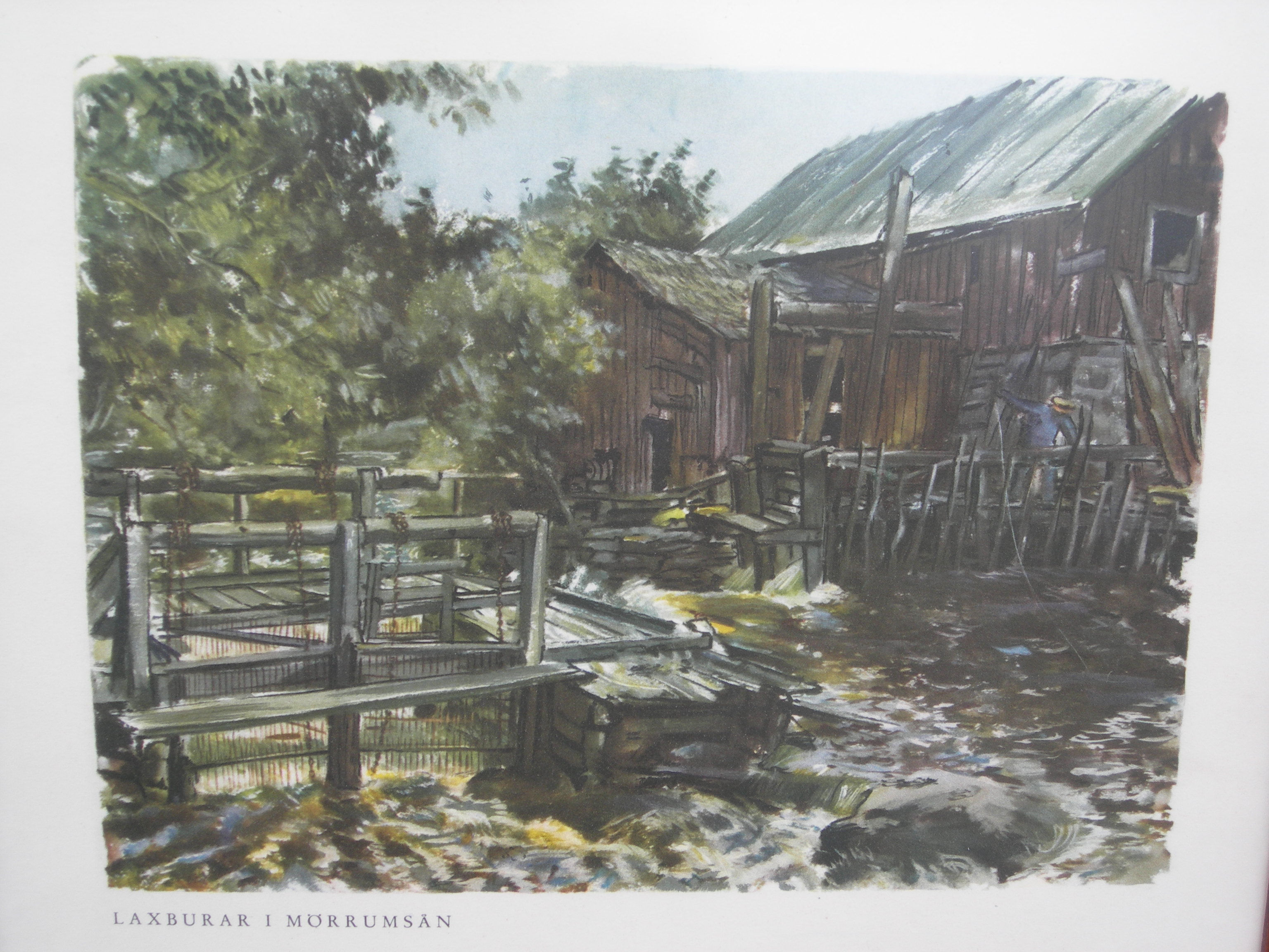 07-06-15 Laxburar M&ouml;rrums&aring;n 2.jpg