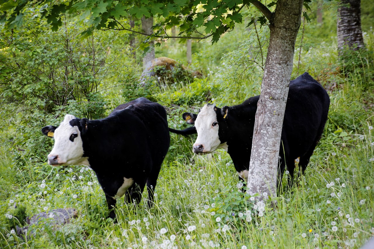 Betesdjur i Ekopark Omberg