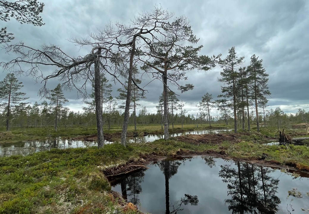 Flarkmyr i södra Norrland