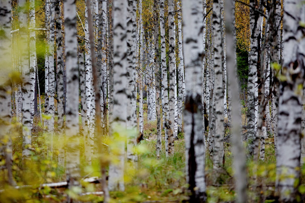 Lövskog i Ekopark Rosfors